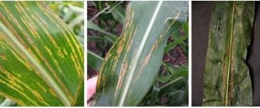 Detection And Characterization Of The Causal Agent For Bacterial Leaf Streak In Corn